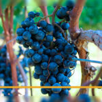 Colheita de uva mecanizada