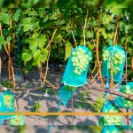 Como montar uma parreira de uva com arame e colher mais uvas