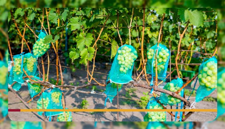 Como montar uma parreira de uva com arame e colher mais uvas